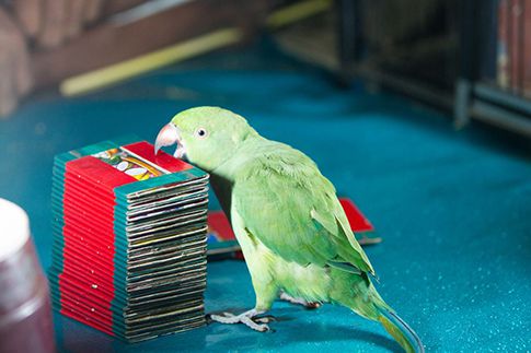 Parrot Astrology Live Stall